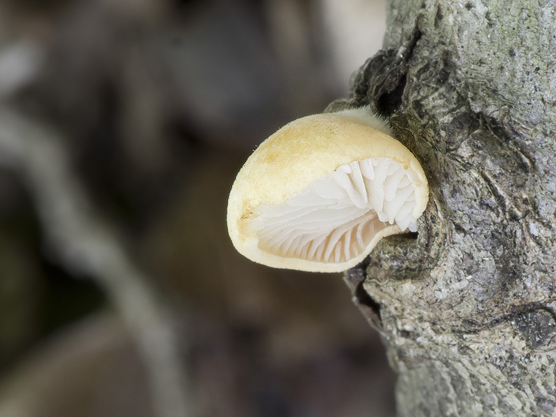 Crepidotus ehrendorferi